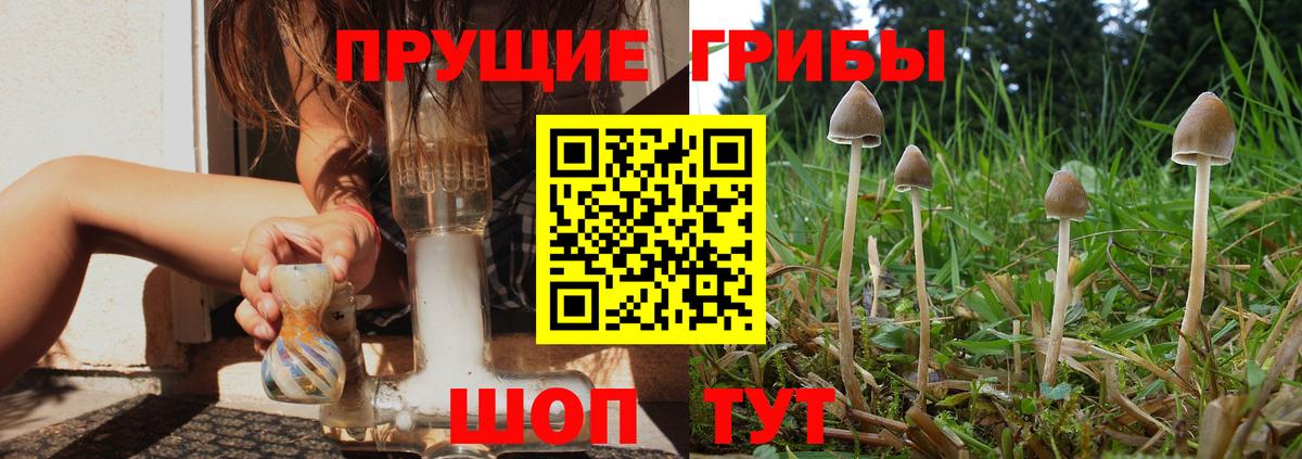 Конопля Балтийск